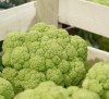 Cauliflower Shannon 